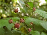 Малина душистая, малино-клен – Rubus odoratus L. (3)