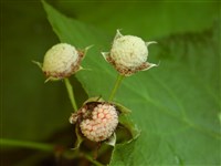 Малина мелкоцветковая, нутканская – Rubus parviflorus Nutt. (1)