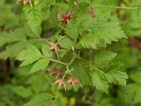Малина рассеченностолбиковая – Rubus lasiostylus Focke.