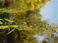Марь амброзиевидная – Chenopodium ambrosioides L.