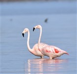 Мар-Чикита (фламинго)