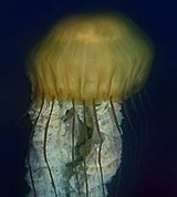 Медуза (2)