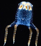 Медузы (Кубоидные медузопроизводящие)