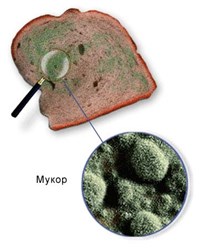 Микроорганизмы (мукор)