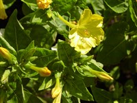 Мирабилис ялапа, одноцветковый – Mirabilis jalapa L. (1)