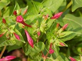 Мирабилис ялапа, одноцветковый – Mirabilis jalapa L. (4)