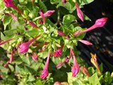 Мирабилис ялапа, одноцветковый – Mirabilis jalapa L. (5)