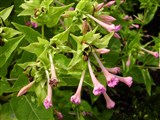 Мирабилис ялапа, одноцветковый – Mirabilis jalapa L. (7)