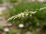 Мирикария германская – Myricaria germanica (L.) Desv. (2)