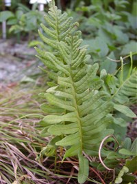 Многоножка обыкновенная, сладкий папоротник, солодка – Polypodium vulgare L.