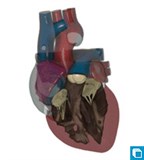 Модель сердца (большая часть стенок удалена)