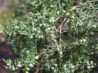 Можжевельник средний – Juniperus x media Van Melle.