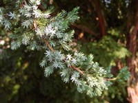 Можжевельник чешуйчатый – Juniperus squamata Buch.-Ham ex D.Dom. (1)