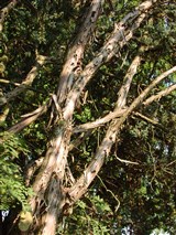 Можжевельник чешуйчатый – Juniperus squamata Buch.-Ham ex D.Dom. (2)