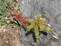 Молодило крупнолистное – Sempervivum grandifolium Haw.
