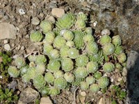 Молодило паутинистое – Sempervivum arachnoideum L. (1)