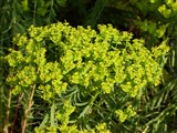 Молочай Сегиеров, Джерарда – Euphorbia seguieriana Necker. (2)