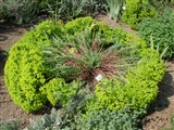 Молочай Сегиеров, Джерарда – Euphorbia seguieriana Necker. (3)