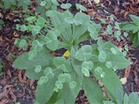 Молочай миндалевидный, лесной – Euphorbia amygdaliodes L.