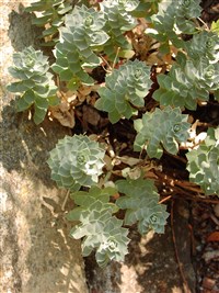 Молочай миртолистный – Euphorbia myrsinites L.