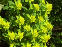 Молочай многоцветный – Euphorbia polychroma Kerner.