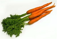 Морковь [кулинария]
