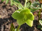 Морозник зеленый – Helleborus viridis L. (2)