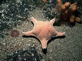 Морские звезды (Морская звезда (Hippasteria phrygiana))