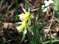 Нарцисс минимальный – Narcissus asturiensis (Jordan) Pugsley.