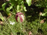 Нигелла дамасская – Nigella damascena L. (2)