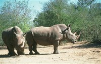 Носороги (белые)
