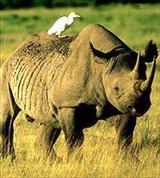 Носороги (черный)