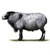 Овца (романовской породы)