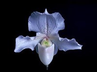 Однодольные (Орхидея)