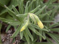 Оносма крымская – Onosma taurica Pall.ex Willd.