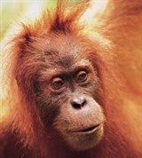 Орангутан (Суматра)