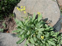 Ориния скальная, алиссум скальный – Aurinia saxatilis (L.) Desv.