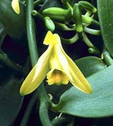 Орхидные (ваниль)