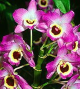 Орхидные (дендробиум)