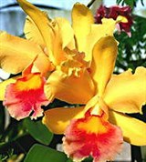 Орхидные (каттлея гибридная)
