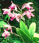 Орхидные (общий вид растения)
