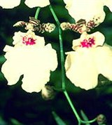Орхидные (онцидиум гибридный)