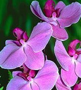 Орхидные (фаленопсис гибридный)
