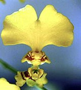 Орхидные (цветок онцидиума)