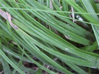 Осока волосистая – Carex pilosa Scop. (1)