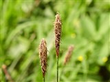 Осока волосистая – Carex pilosa Scop. (2)