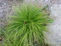 Осока горная – Carex montana L.
