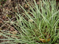 Осока коническая – Carex conica Boott.