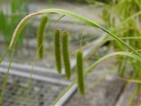 Осока ложно-сыть – Carex pseudocyperus L.