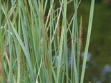 Осока пузырчатая – Carex vesicaria L. (2)
